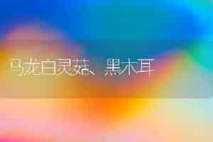 马龙白灵菇、黑木耳