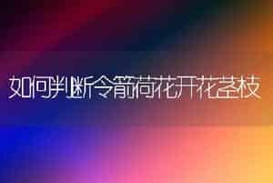 如何判断令箭荷花开花茎枝