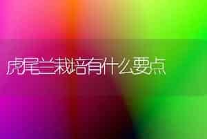 虎尾兰栽培有什么要点