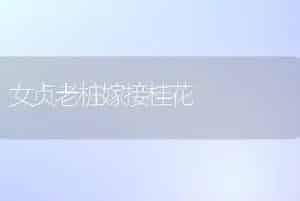 女贞老桩嫁接桂花