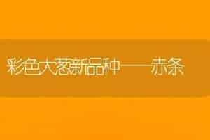 彩色大葱新品种——赤条