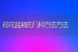 荷花盆栽的几种方法方法