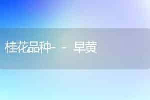 桂花品种--早黄