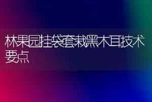 林果园挂袋套栽黑木耳技术要点