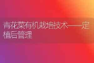 青花菜有机栽培技术――定植后管理