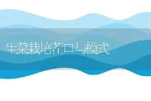 生菜栽培茬口与模式