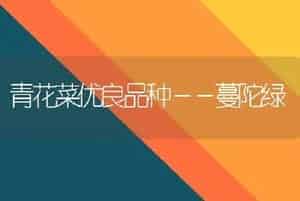 青花菜优良品种－－蔓陀绿