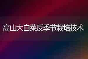 高山大白菜反季节栽培技术