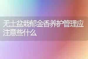 无土盆栽郁金香养护管理应注意些什么
