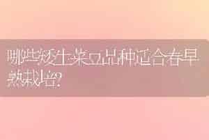 哪些矮生菜豆品种适合春早熟栽培？