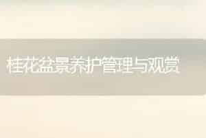 桂花盆景养护管理与观赏