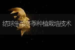 结球生菜冬季种植栽培技术
