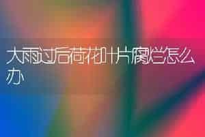 大雨过后荷花叶片腐烂怎么办