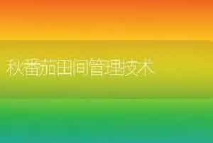 秋番茄田间管理技术