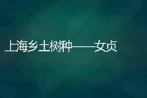上海乡土树种――女贞