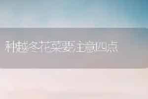 种越冬花菜要注意四点