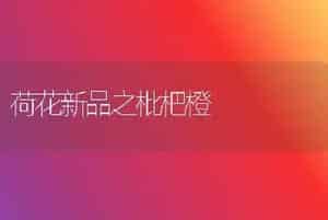 荷花新品之枇杷橙