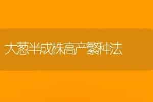 大葱半成株高产繁种法