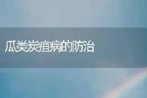 生菜水培技术