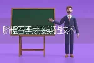 脐橙春季芽接剪砧技术