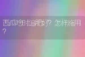 荷花的栽培及其管理