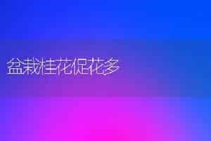 盆栽桂花促花多