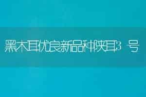 黑木耳优良新品种陕耳3号