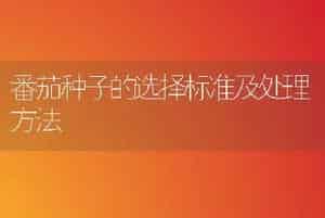 番茄种子的选择标准及处理方法