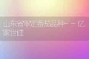 山东省审定番茄品种--亿家世佳