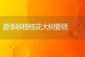 夏季移植桂花大树要领