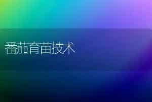 番茄育苗技术