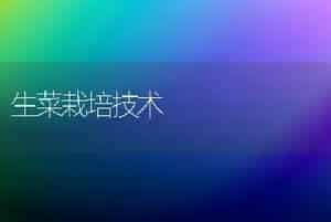 生菜栽培技术