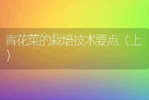 青花菜的栽培技术要点（上）