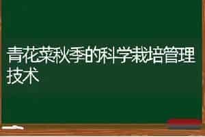 青花菜秋季的科学栽培管理技术
