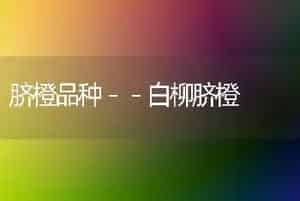 脐橙品种－－白柳脐橙