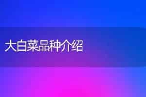 大白菜品种介绍
