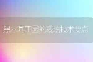 黑木耳田园的栽培技术要点