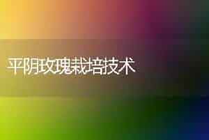 平阴玫瑰栽培技术