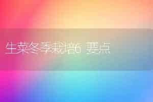 生菜冬季栽培6要点