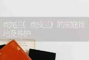 虎尾兰(虎皮兰)的家庭栽培及养护