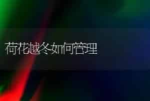荷花越冬如何管理