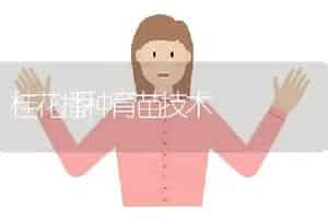 桂花播种育苗技术