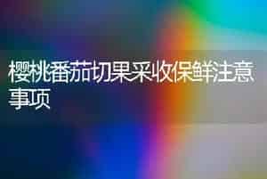 樱桃番茄切果采收保鲜注意事项