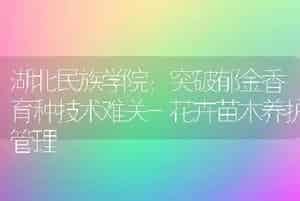 湖北民族学院：突破郁金香育种技术难关-花卉苗木养护管理