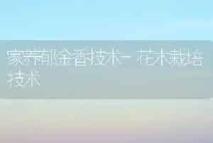 家养郁金香技术-花木栽培技术