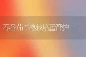 春番茄早熟栽培重管护