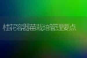 桂花容器苗栽培管理要点