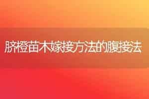 脐橙苗木嫁接方法的腹接法