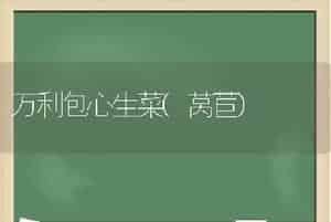 万利包心生菜(莴苣)