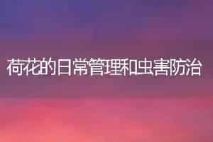 荷花的日常管理和虫害防治